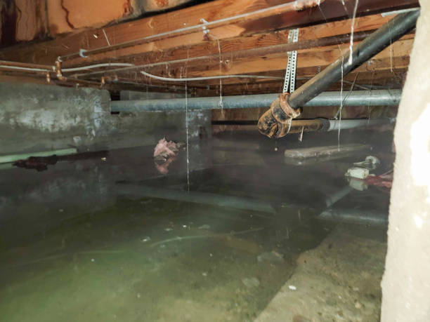 Best Water damage restoration near me  in Randolph, NE